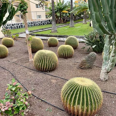 Cactus *