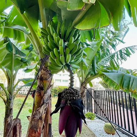 Cactus 普拉亚戴尔雷安格莱斯